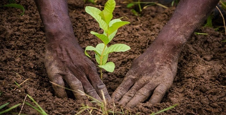 Reboisement Agroforestier TRANCHIVOIRE